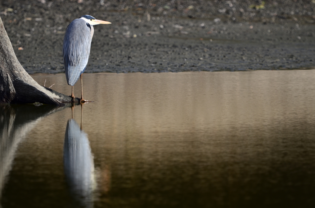 野鳥練習