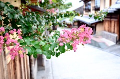 八坂の石畳の道に咲く花