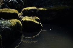 苔と光と池と