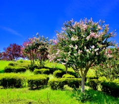山田池公園