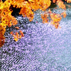 紅葉