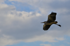 野鳥練習