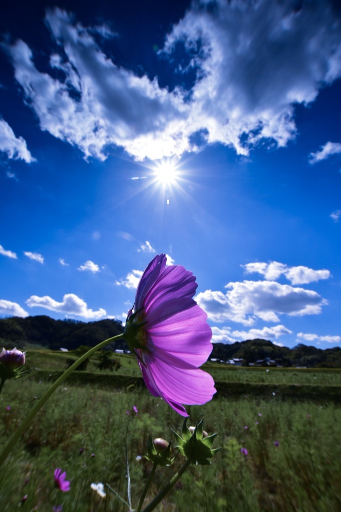 男の秋桜