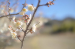 山里の春