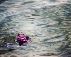 湖畔の花