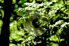 spiderweb