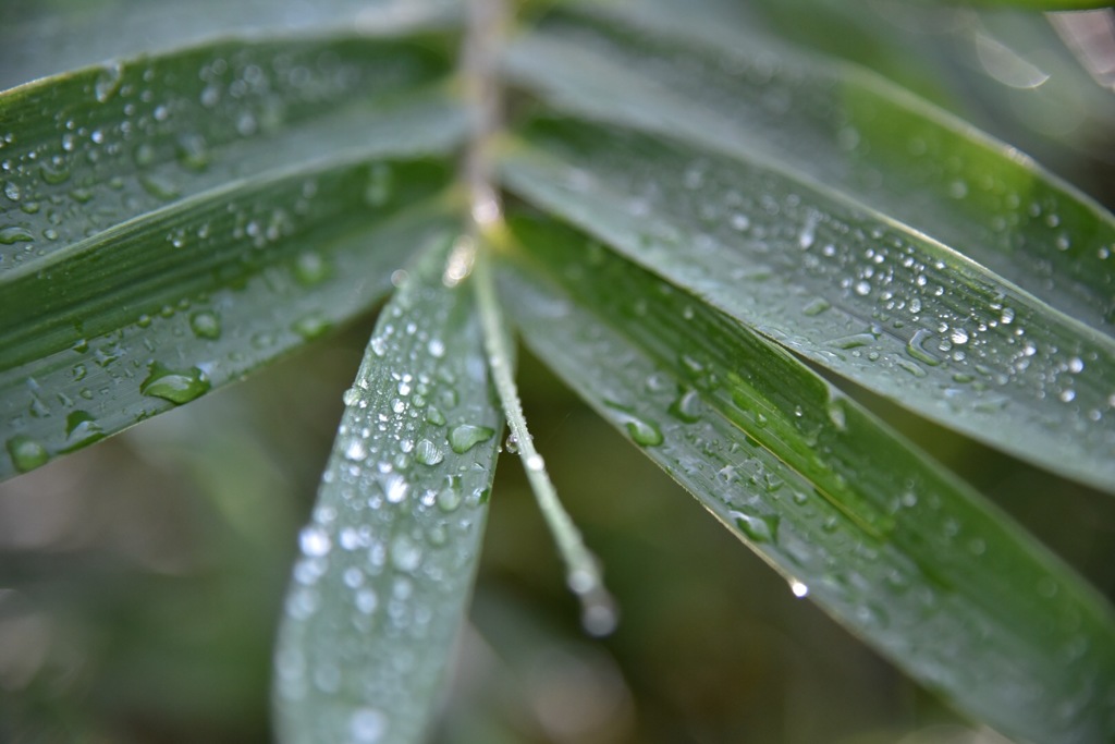 雨が上がり