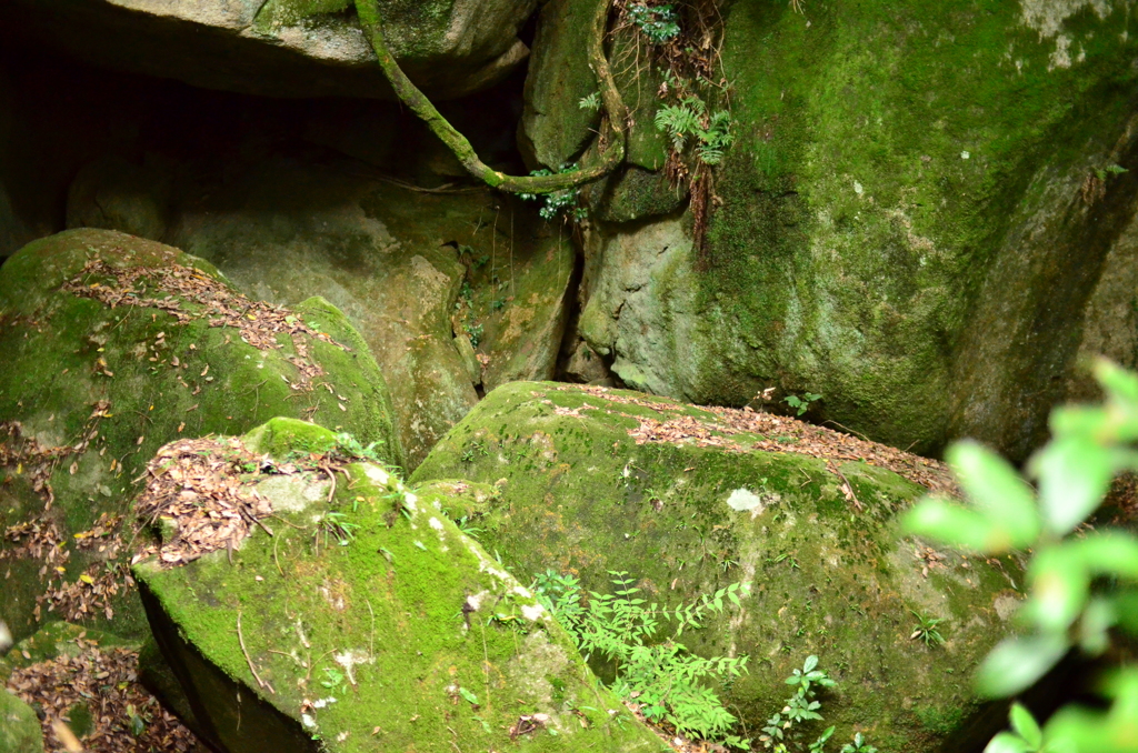 岩と苔の世界