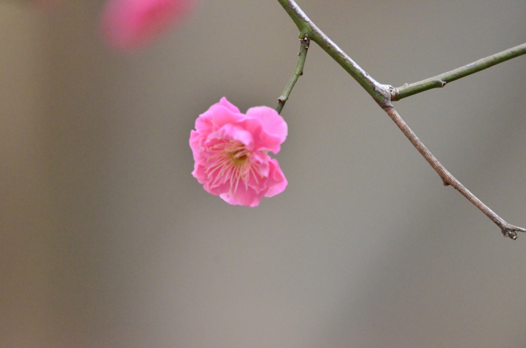 花の名前知らず…