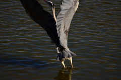 野鳥練習