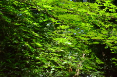 石清水八幡宮の木々
