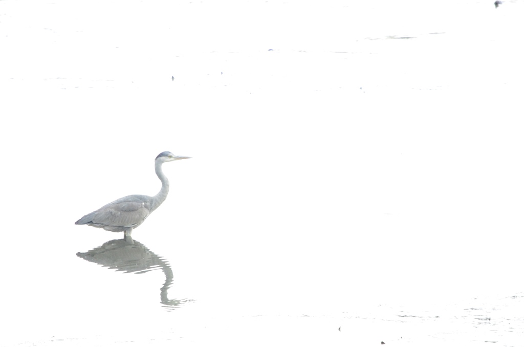 野鳥のある風景
