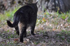 のそのそ歩きのノラ猫