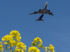 菜の花成田空港2