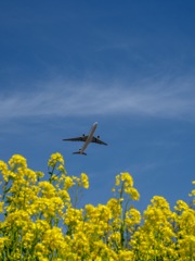 菜の花成田空港