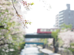 桜と京急