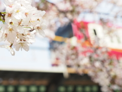桜と京急