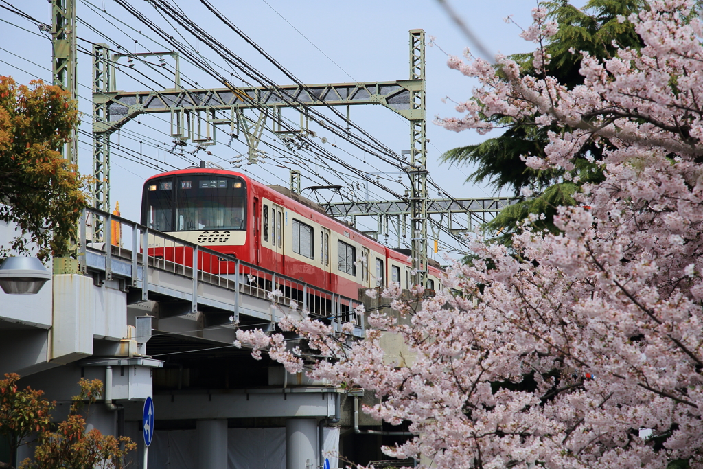 桜と京急