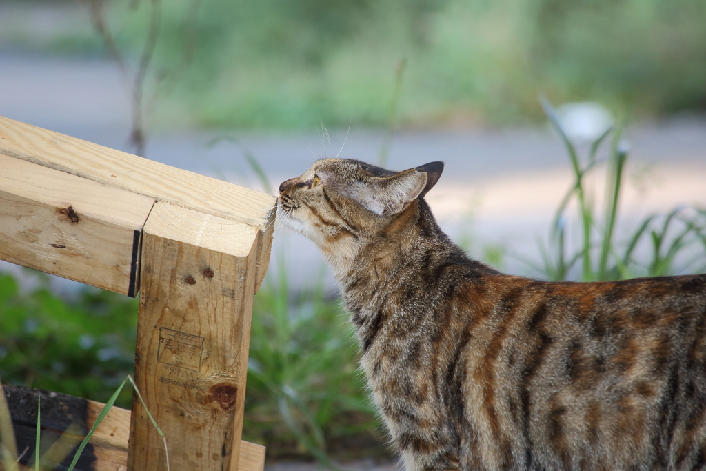 木のニオイ