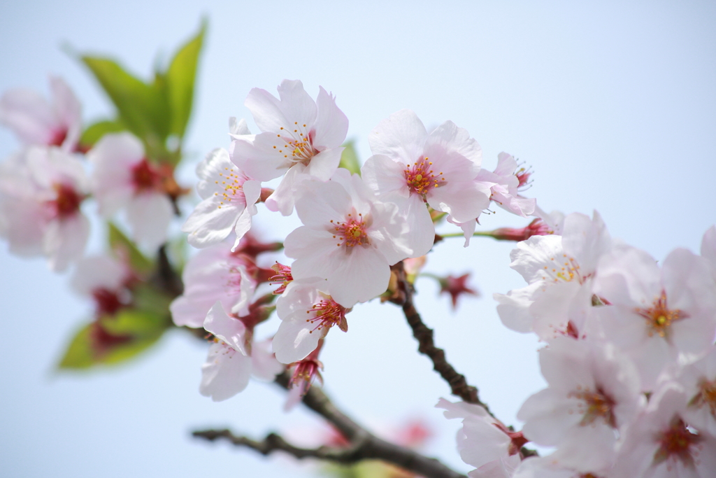 桜咲く