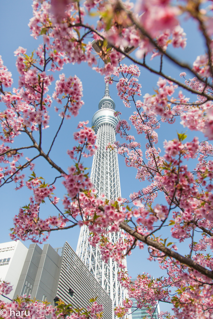 春が来た