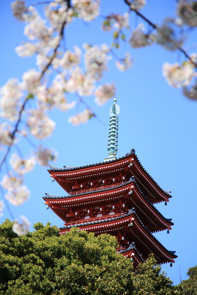 桜と五重塔