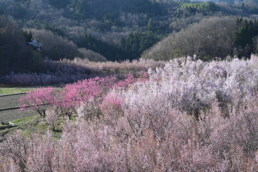 花木団地