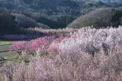 花木団地
