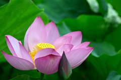 私もきれいに咲けるかな？