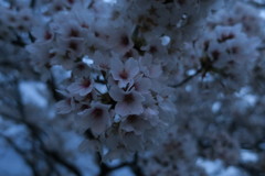 朝を待つ