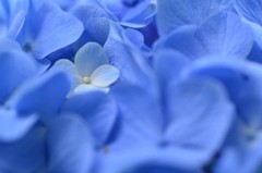碧の中に