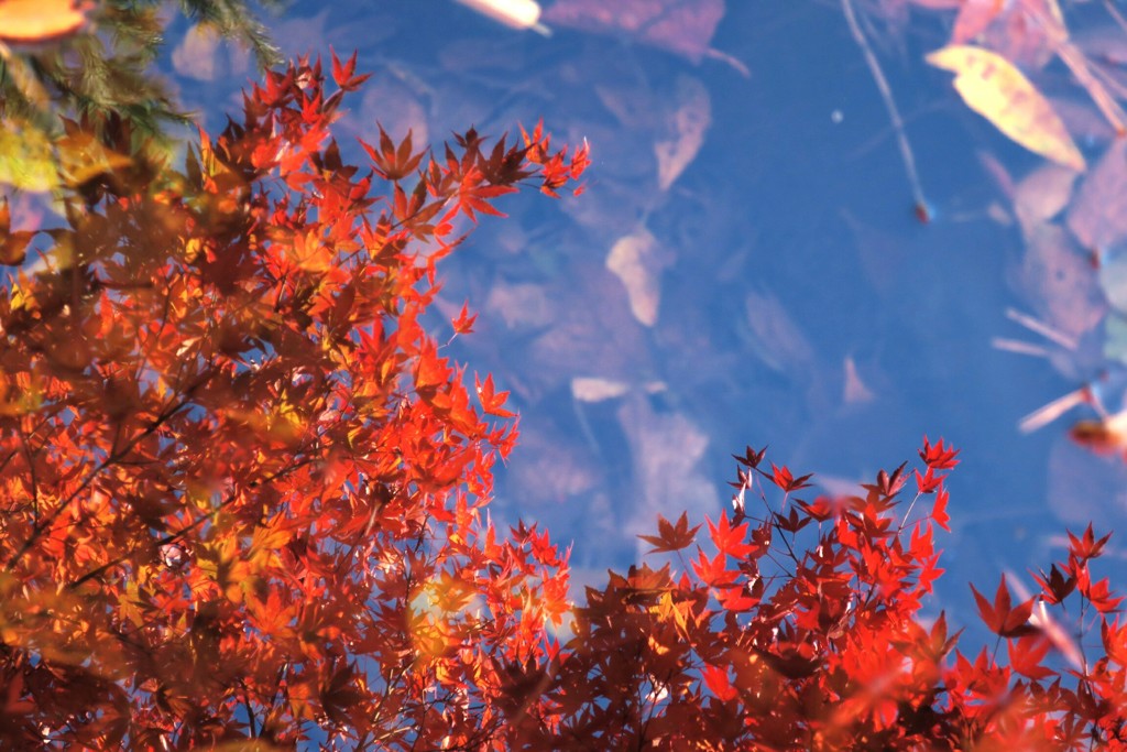 映る紅葉