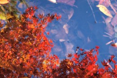 映る紅葉