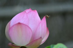 早く開け～！よいしょ！