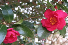 庭の山茶花