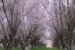 春の色