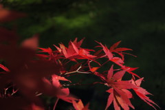 光、差し込む