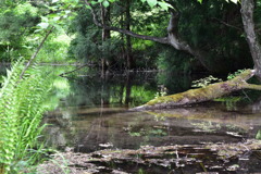 涌井の清水