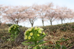 やっと春！