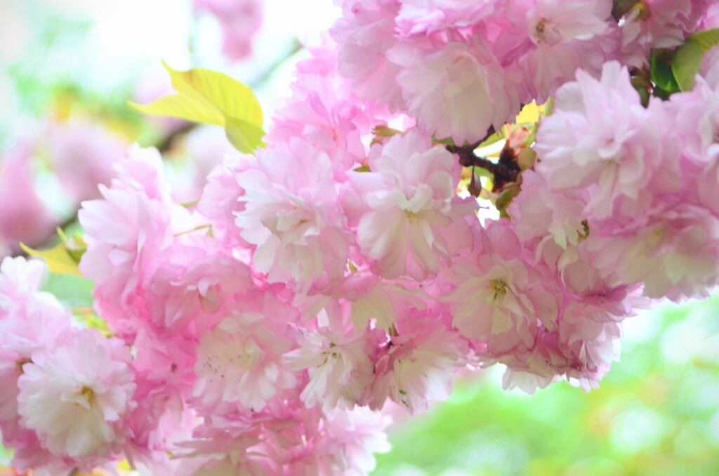 モフモフ八重桜