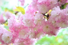 モフモフ八重桜