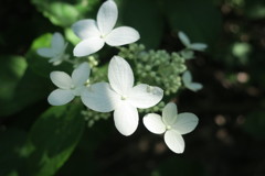 山の紫陽花