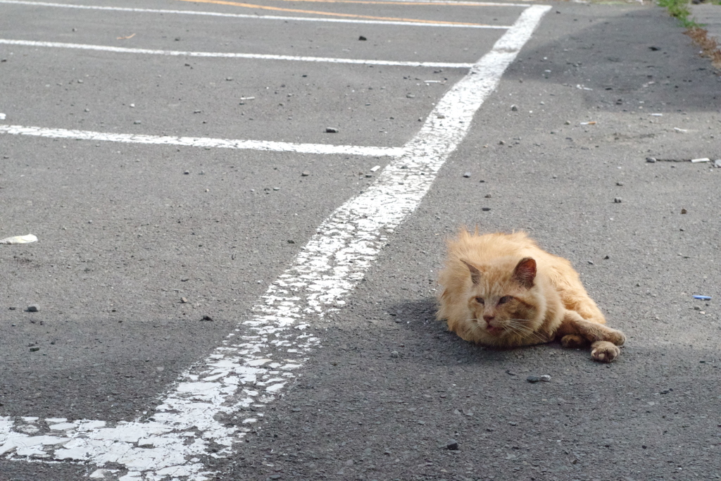 コンビニの駐車場に猫