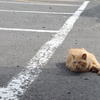コンビニの駐車場に猫