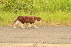 昨日のドライブと猫