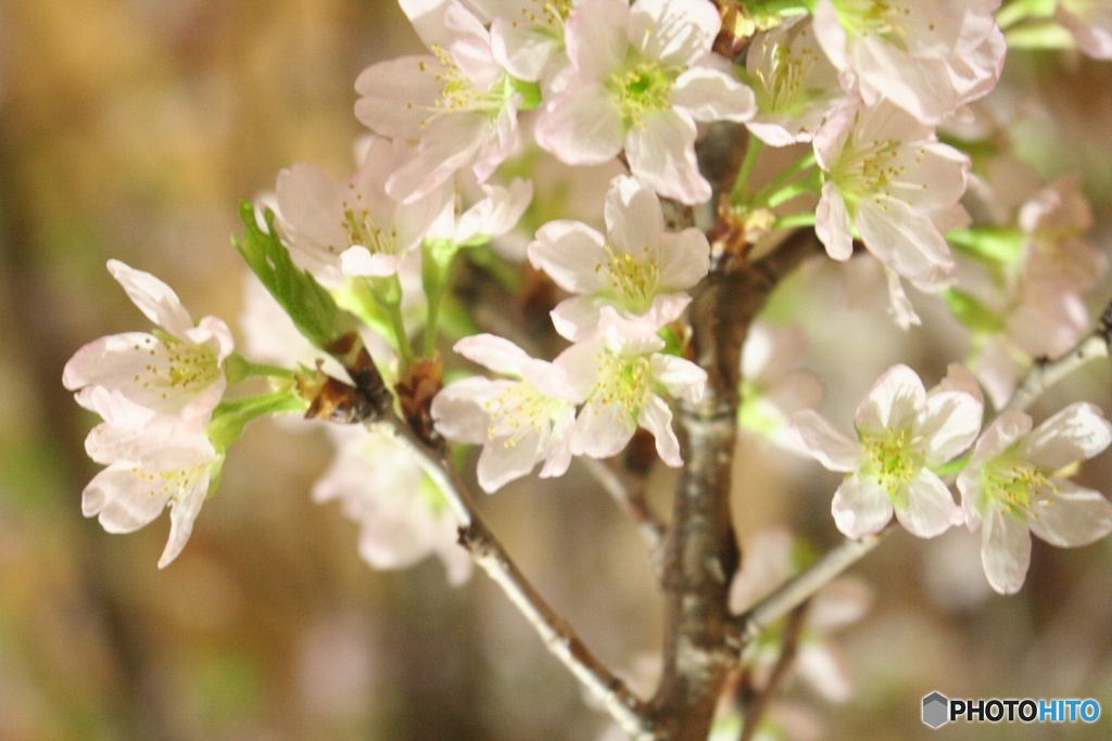はやめの桜