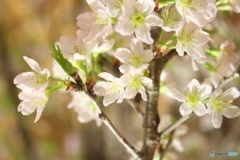 はやめの桜