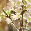 はやめの桜