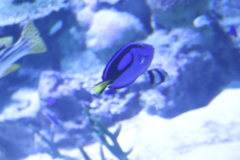 どりーー！！
