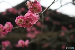 梅